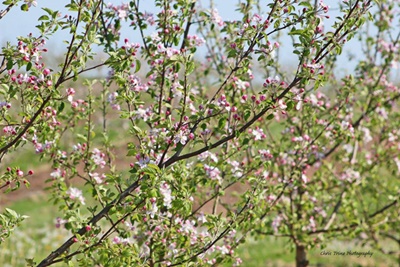 A Sea of Apple Blossoms
