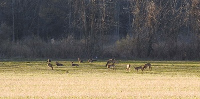 Deer in Field near Sodus Bay <i>- by Cathy Contant</i>