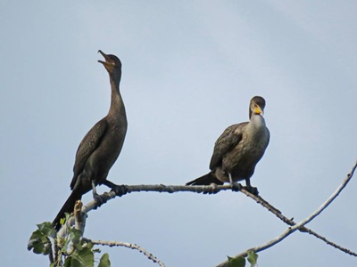 Double Crested Cormorants <i>- by Cathy Contant</i>