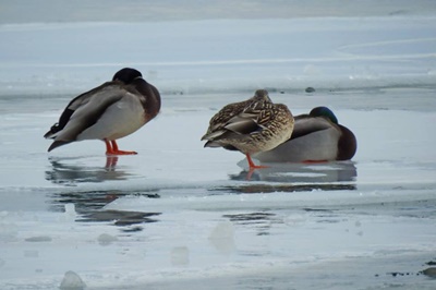 Winter Ducks <i>- by Cathy Contant</i>